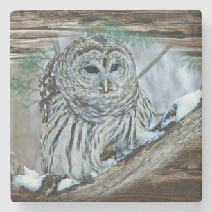 Owl Stone Coaster