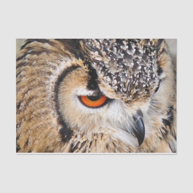 OWL TISSUE PAPER (Front)