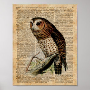 Owl Vintage Illustration Zoology Dictionary Art Poster
