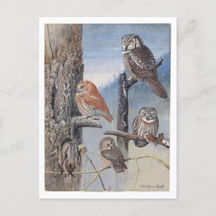 Owl Vintage Postcard