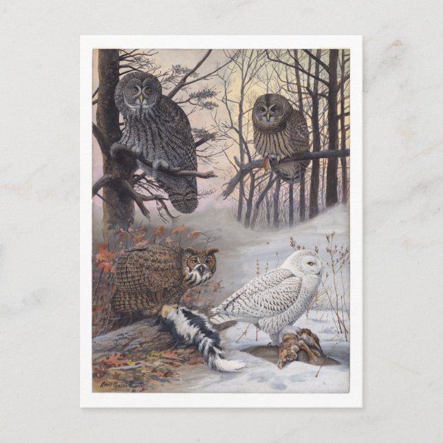 Owl Vintage Postcard (Front)