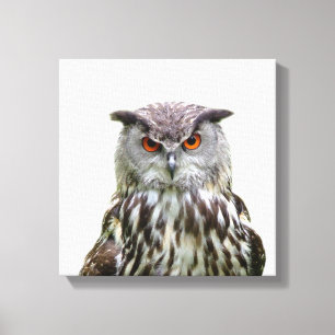 Owl wild animal peekaboo photo canvas print