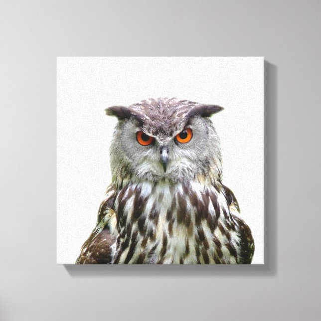 Owl wild animal peekaboo photo canvas print (Front)