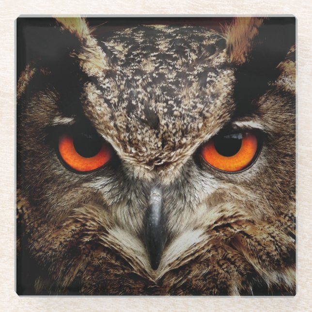 Owl with Orange Eyes Colour Glass Coaster (Front)