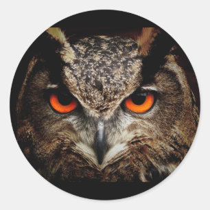 Owl with Yellow eyes Round Sticker