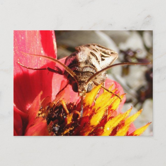 Owlet Moth ~ postcard (Front)