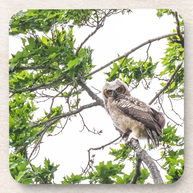 Owlet On A Maple Tree Branch Coaster (Front)