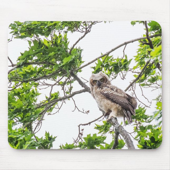 Owlet On A Maple Tree Branch Mouse Pad (Front)