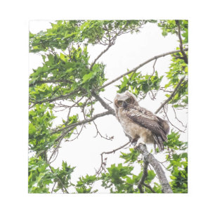 Owlet On A Maple Tree Branch Notepad