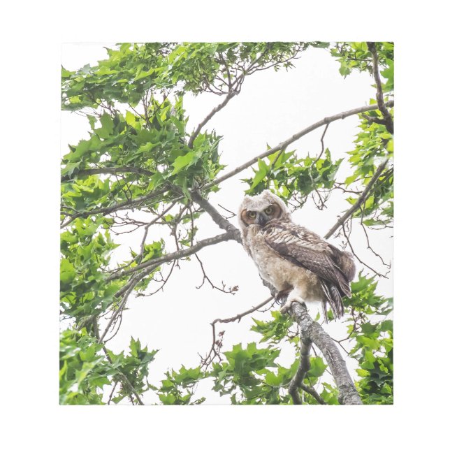 Owlet On A Maple Tree Branch Notepad (Front)
