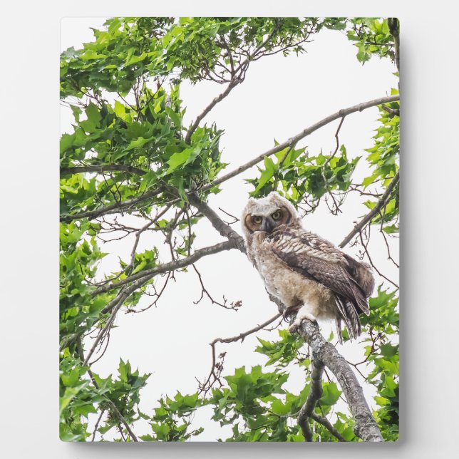 Owlet On A Maple Tree Branch Plaque (Front)