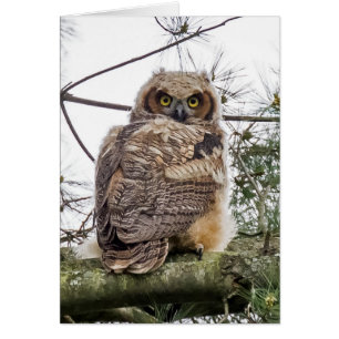 Owlet On A Pine Branch