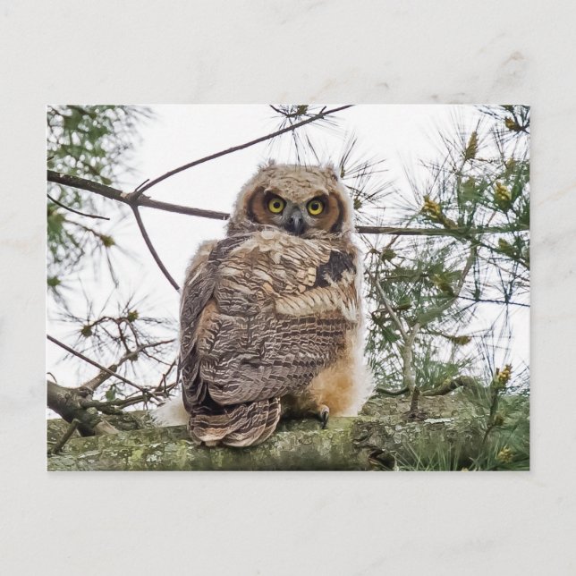 Owlet On A Pine Branch Postcard (Front)