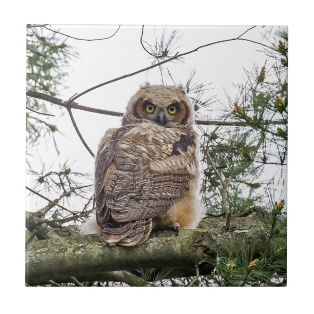 Owlet On A Pine Branch Tile (Front)