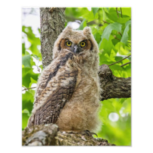 Owlet Photo Print