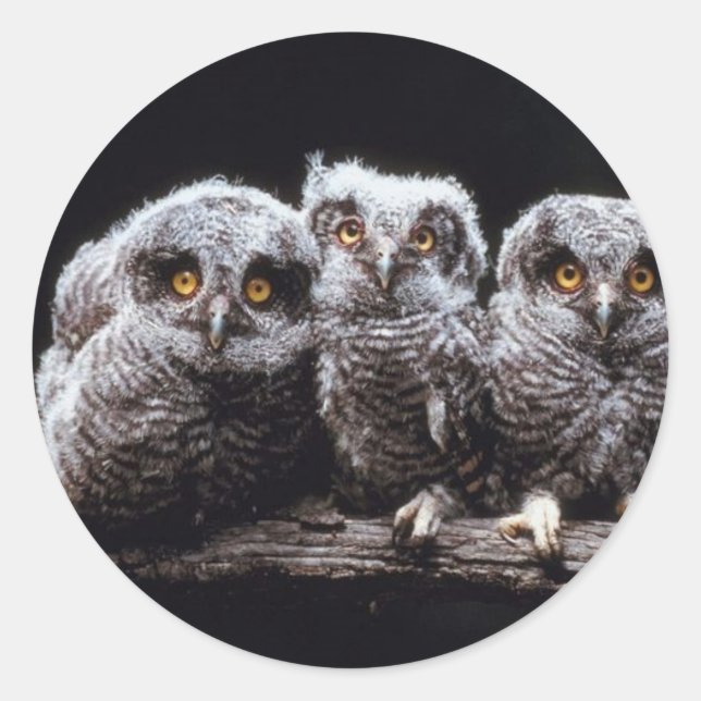 Owlet Trio Classic Round Sticker (Front)