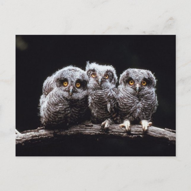 Owlet Trio Postcard (Front)