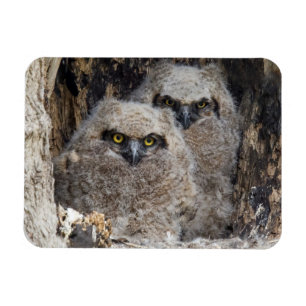 Owlets Magnet