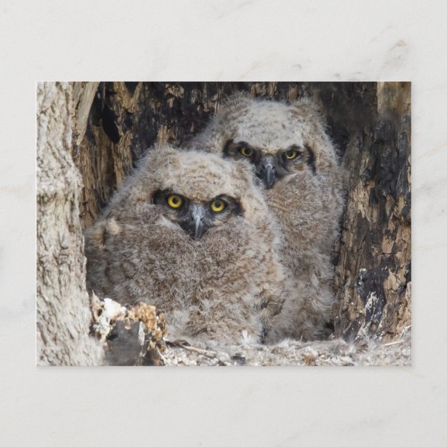 Owlets Postcard (Front)