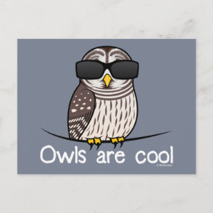 Owls are cool postcard