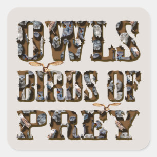 Owls Birds Of Prey,  Square Sticker
