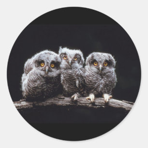 Owls Classic Round Sticker