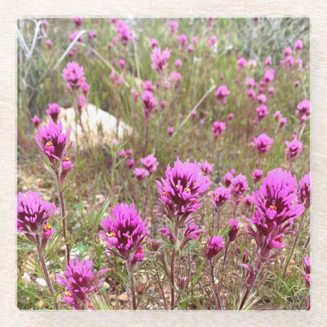 Owls Clover Flowers Pink Blooms Meadow Glass Coaster (Front)