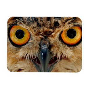 Owls Eyes Magnet