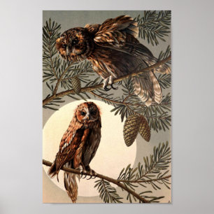 Owls In Moon Light by Anton Seder Poster