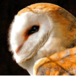 OWLS KITCHEN TOWEL<br><div class="desc">A beautiful soft artistic watercolor of a Barn Owl.</div>