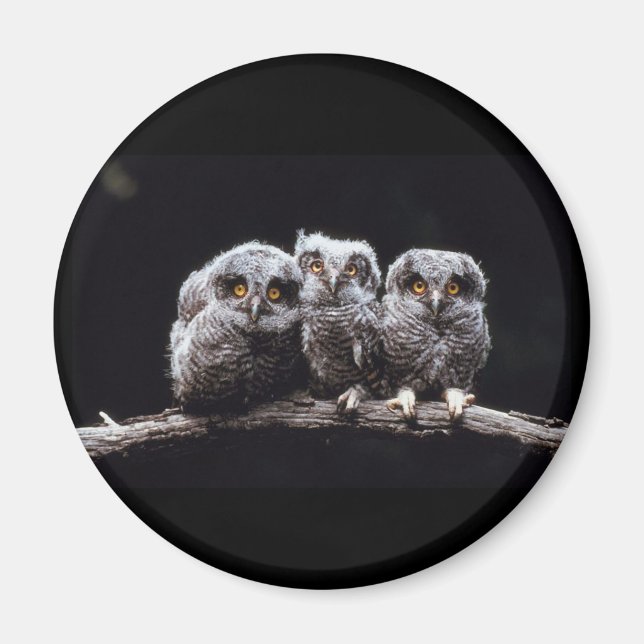 Owls Magnet (Front)