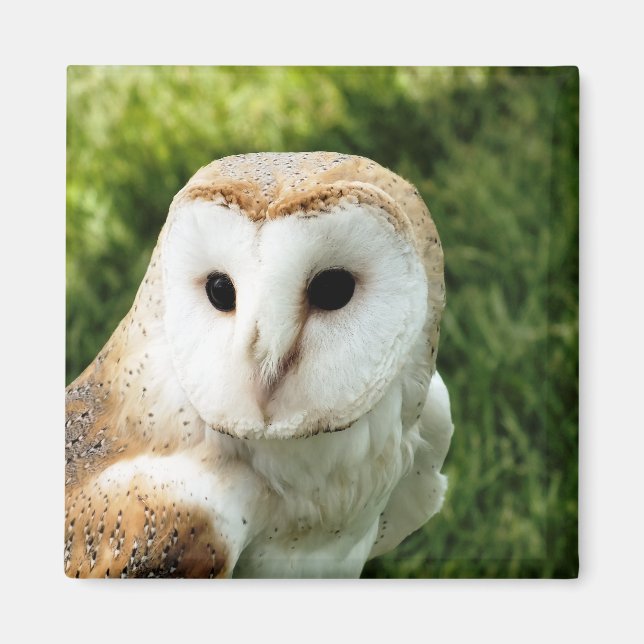 OWLS MAGNET (Front)