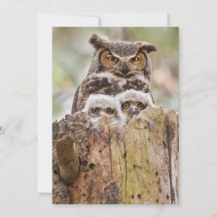 Owls on a Thank You Card