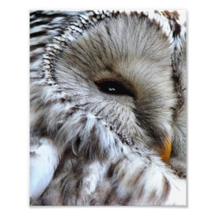 OWLS PHOTO PRINT