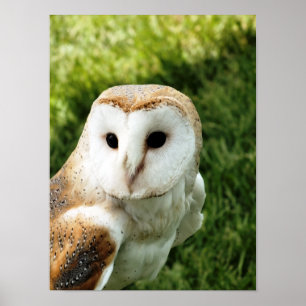 OWLS POSTER