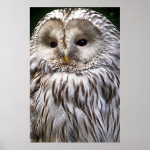 OWLS POSTER