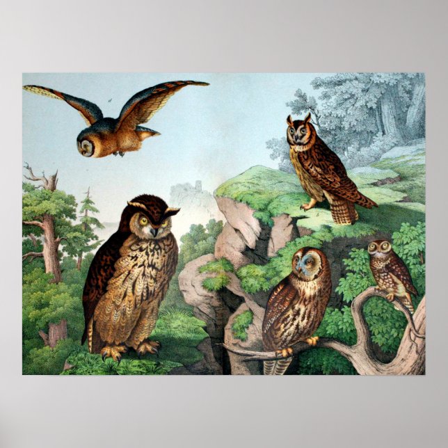 Owls Vintage Poster (Front)