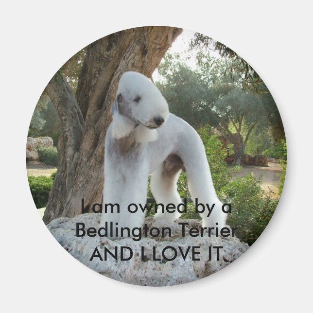 Owned by a Bedlington Terrier Magnet (Front)