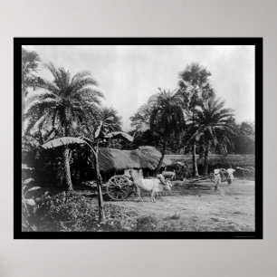 Ox Cart Village Scene Senegal Africa 1898 Poster