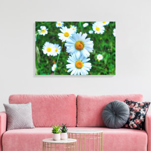 Ox-Eye Daisies Canvas Print