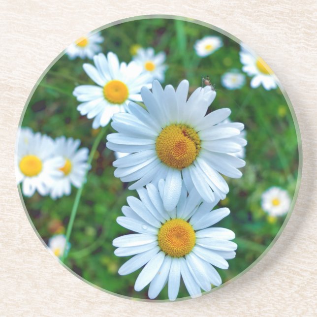 Ox-Eye Daisies Coaster (Front)