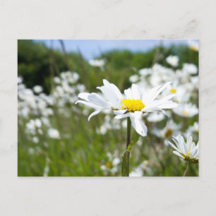 Ox-eye Daisies   Flower Postcard