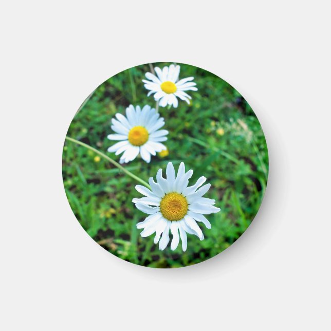 Ox-Eye Daisies Magnet (Front)