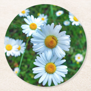 Ox-Eye Daisies Round Paper Coaster