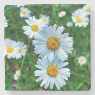 Ox-Eye Daisies Stone Coaster