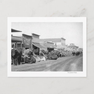 Ox Teams along Main Street of Sturgis Photograph Postcard