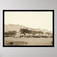 Ox Teams & Wagons Freighting Black Hills SD 1887