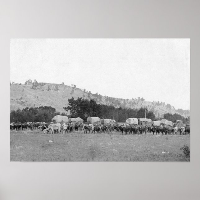 Ox Trains between Sturgis and Deadwood Photograp Poster (Front)