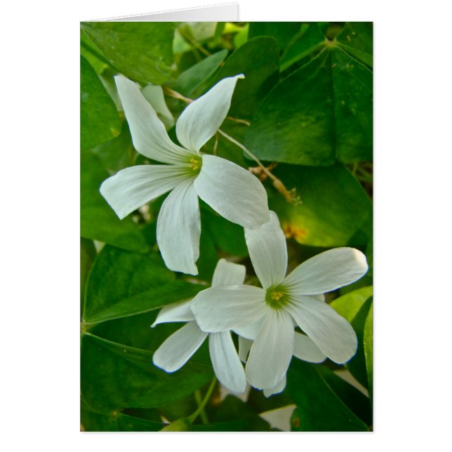 Oxalis à fleurs blanches (Devant)