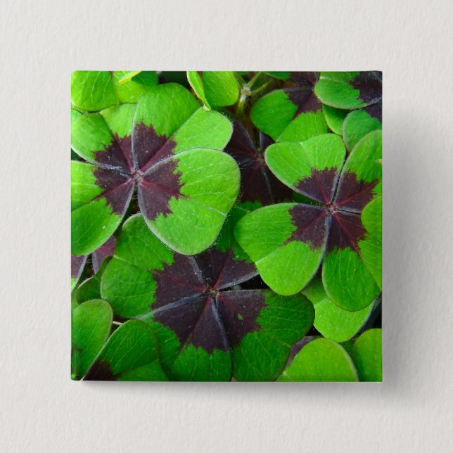 Oxalis Leaves - Red and Green 2 Inch Square Button (Front)